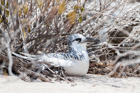 Red-tailed Tropicbird, Phaethon rubric