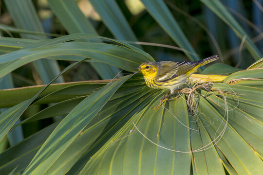 Cape May Warbler, Setophaga tigrina