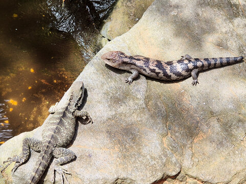 2 Lizards on a rock
