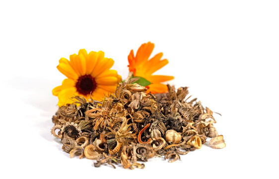 Ringelblumensamen und Bl&uuml;ten vor wei&szlig;em Hintergrund