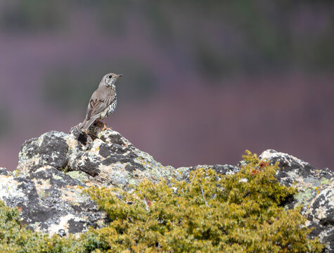 Mistle Thrush, Turdus viscivorus