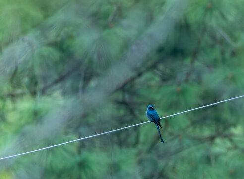 Ashy Drongo, Dicrurus leucophaeus