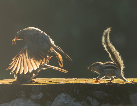 Northern palm squirrel, Funambulus pennantii