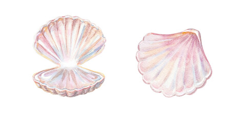 Open and closed pink seashell collection with shiny iridescent nacre pearl luster. Hand drawn watercolor illustration isolated on. Realistic scallop sea shell graphic art drawing © Mariia