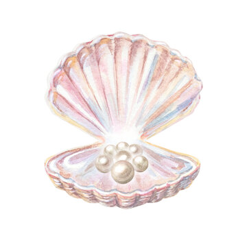 Open iridescent pink seashell holding natural white pearl beads with shiny nacre luster. Hand drawn watercolor illustration isolated on. Realistic scallop sea shell graphic art