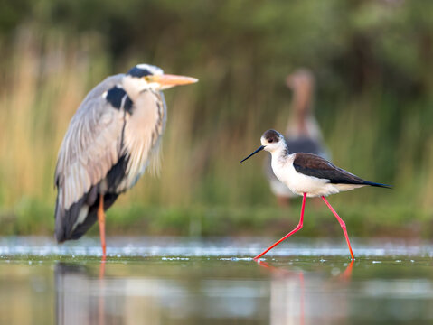 Black-winged Stilt, Himantopus himantopus