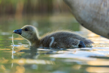 Greylag Goose, Anser anser © Marc