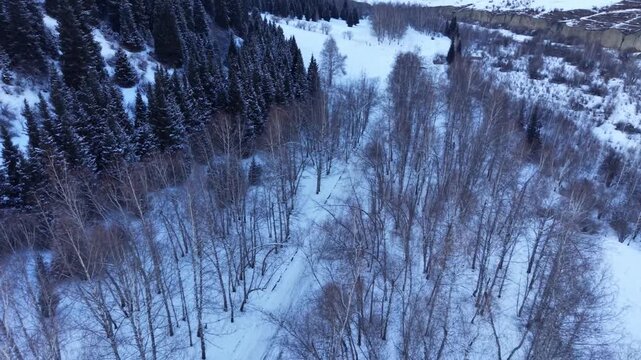 Aerial orbit around off-road vehicle driving on snowy forest road in winter mountains, Kazakhstan