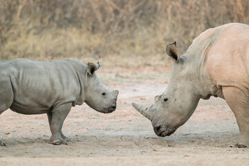 Baby White Rhino Standing Beside Protective Mother in African Landscape © Cynthia