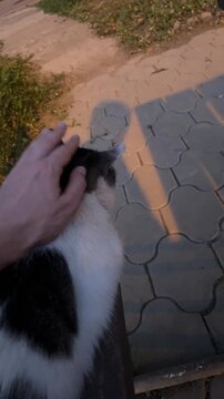 A kind human has found a cat friend and has been petting him for 26 seconds in a row