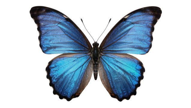 Vibrant blue morpho butterfly with intricate wing patterns, isolated on transparent background