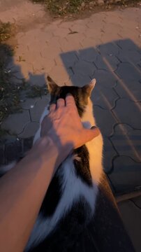 Striking up an acquaintance with a cat: kind person has been petting and massaging a fluffy, chubby kitten for 40 seconds