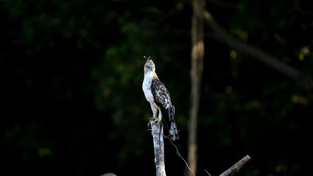 Hawks eagle 