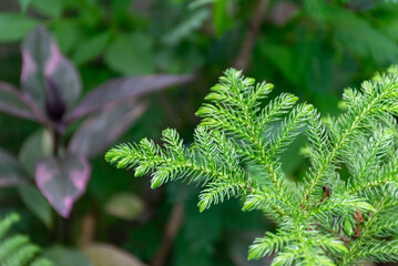 Fresh green evergreen branches delicate needlelike foliage growing lush ornamental garden against soft natural background © NongEngEng