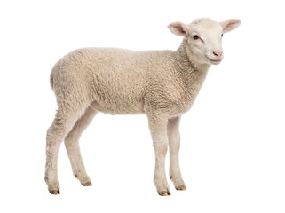 Young lamb isolated on transparent background © Photo Find