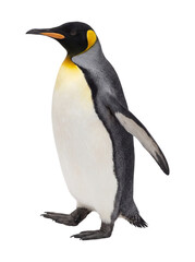 Fototapeta premium King penguin isolated on transparent background