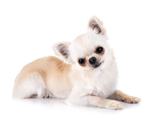 Obraz premium chihuahua in studio