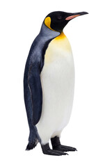 Obraz premium King penguin isolated on transparent background