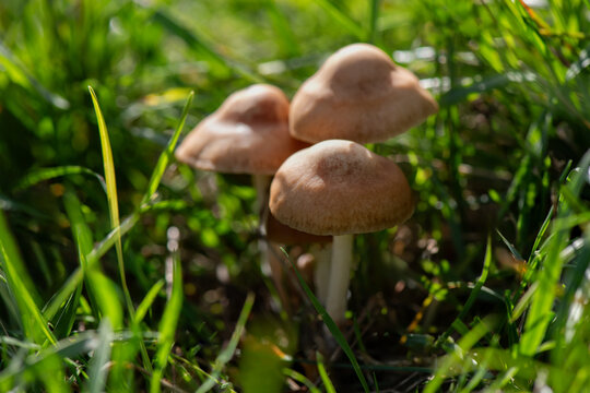 A dangerous poisonous mushroom: the death cap (Amanita phalloides), growing in a mixed or deciduous forest.