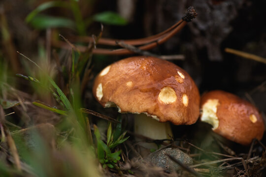Fresh slippery jack mushrooms (Suillus luteus) gathered in a young pine forest. butter mushrooms with cups eatable by snails in the forest. Close-up, selective focus