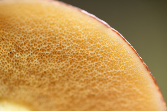 Close-up of the underside of a slippery jack mushroom cap featuring a porous tubular hymenophore in a delicate lemon-yellow hue with tiny droplets of clear or milky sap, selective focus