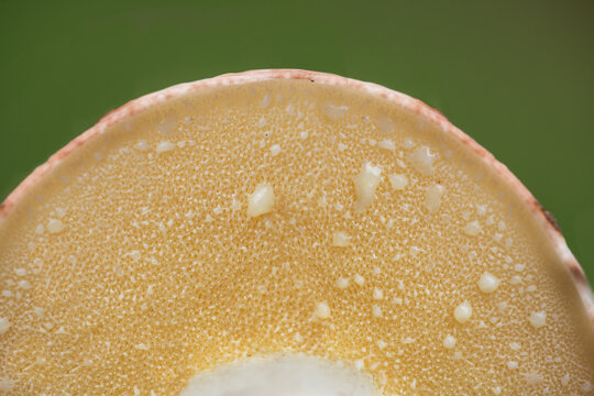 Close-up of the underside of a slippery jack mushroom cap featuring a porous tubular hymenophore in a delicate lemon-yellow hue with tiny droplets of clear or milky sap, selective focus