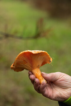 Large saffron milk cap in mushroom picker's hand, forest background.