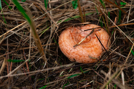 Vibrant orange saffron milk cap mushrooms (Lactarius deliciosus) gathered in a pine forest. Large specimens with characteristic dimpled circles on the caps and orange milky latex on the cut.