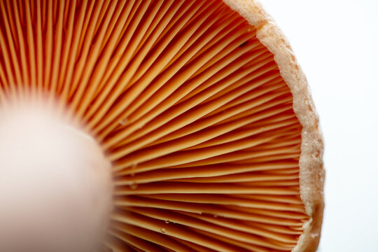 Close-up of the underside of a saffron milk cap mushroom isolated on white showing dense orange-carrot colored gills with droplets of thick bright orange milky sap, selective focus