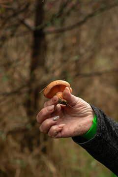 small young saffron milk cap in mushroom picker's hand, forest background.