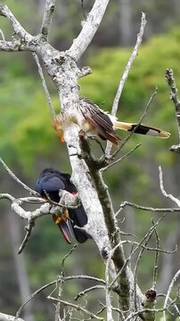 Two Exotic Wild Birds Guira Cuckoo and Toucan Perched on Tree Branches in Brazil Forest