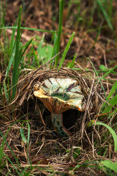 Green-stained saffron milk cap with oxidation spots growing on forest floor among moss and pine needles. selective focus
