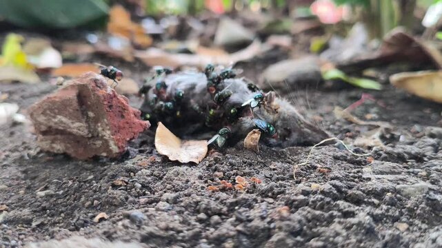 Decomposing rat carcass surrounded by numerous flies in a garden, illustrating natural decomposition, scavenging insect activity, and the ecological process of animal decay.