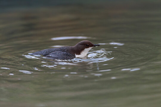 White-throated Dipper, Cinclus cinclus