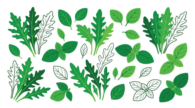 Hand drawn collection of fresh aromatic basil leaves and spicy arugula herbs with simple outlines