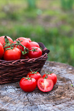 Basket with fresh tomatoes on wooden background. Outdoor, in the garden, on the farm.