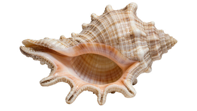 Detailed spiny murex seashell with intricate spiral pattern, isolated on transparent background