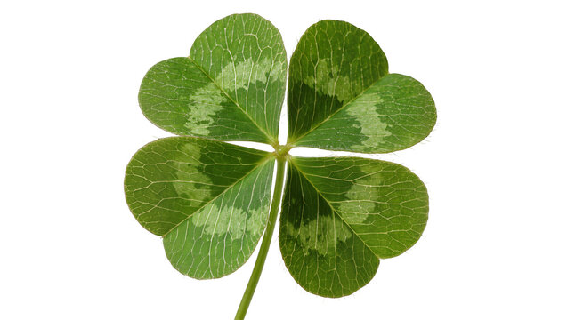 Four-leaf clover with green leaves and intricate veins, isolated on transparent background