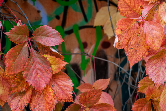 Autunno, natura. Foglie morte riprese in primo piano con sfondo di muri colorati in ambiente urbano.