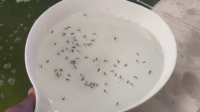 Barramundi larvae sample in white inspection bowl for hatchery quality check, showing Asian seabass fry and marine aquaculture seed selection.