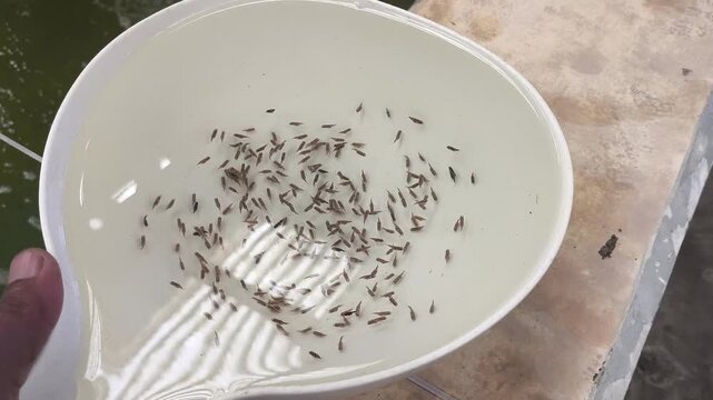 Barramundi larvae sample in white inspection bowl for hatchery quality check, showing Asian seabass fry and marine aquaculture seed selection.