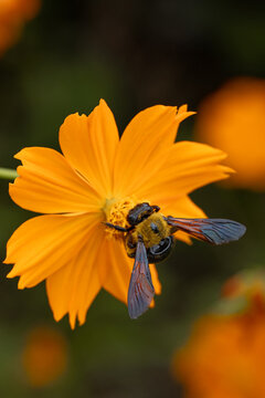 Macro shot of a bee collecting pollen on a vibrant orange cosmos flower in a natural garden