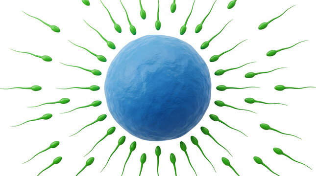 Green sperm cells swimming toward a blue egg cell on transparent background
