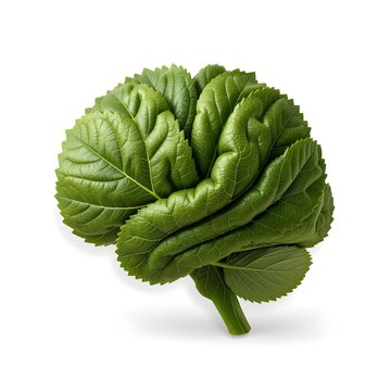 Brain made up of leaves
