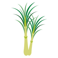 Obraz premium Two fresh green onions scallion 3D illustration isolated vegetable