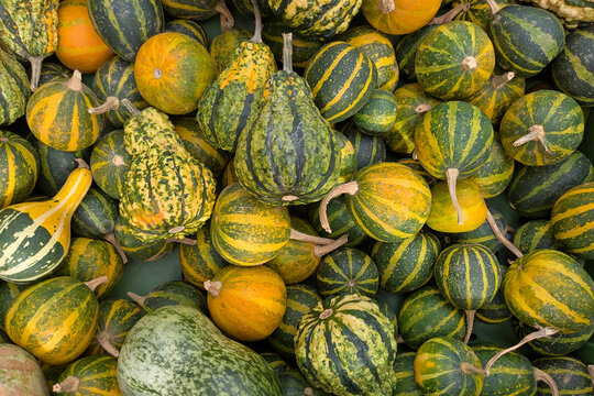 Top view of many green and yellow striped decorative gourds