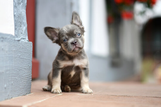 Cute fluffy lilac tan French Bulldog puppy with long healthy muzzle