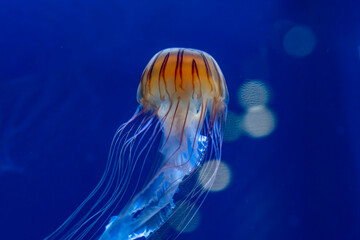 Jellyfish (クラゲ) © 孝良 近藤
