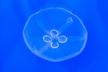Jellyfish (クラゲ) © 孝良 近藤