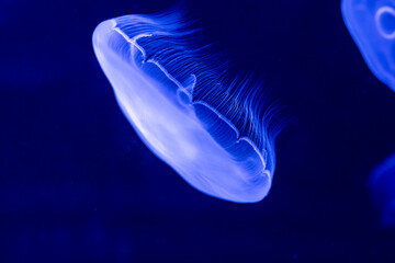 Jellyfish (クラゲ) © 孝良 近藤